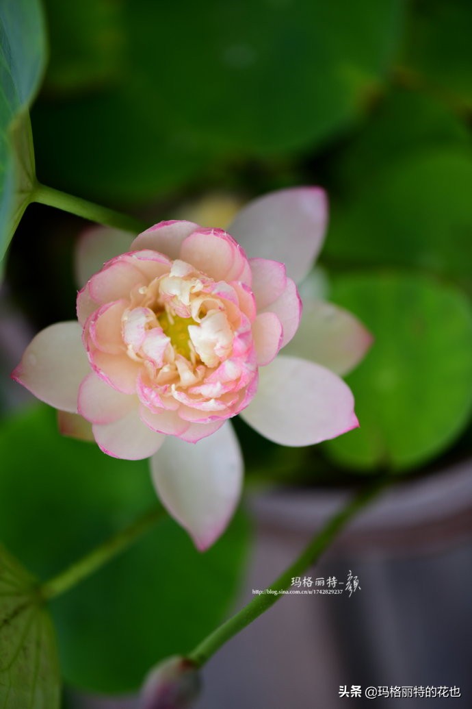 碗莲种子种植步骤及注意事项,碗莲种植方法超简单的快来看看吧