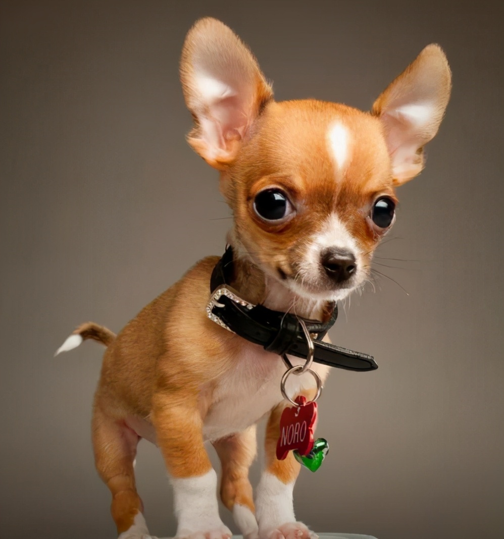 十大便宜好养的小型犬,十大便宜好养的小型犬不咬人