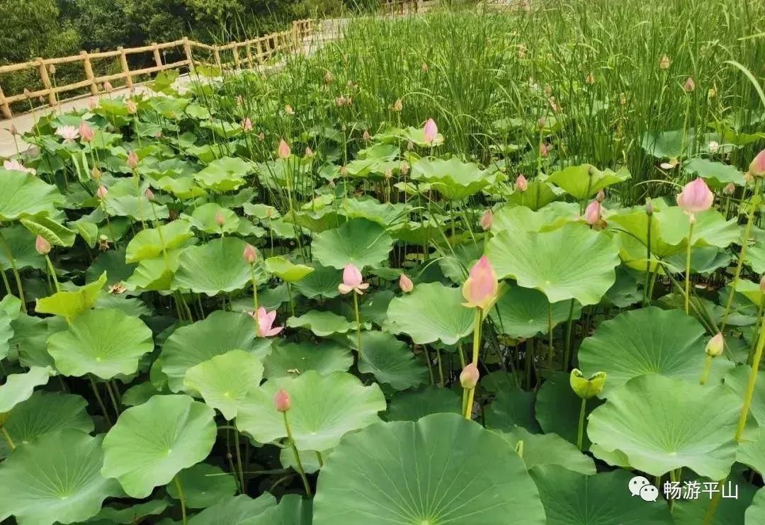 看荷塘月色的视频,看夏日荷塘美景