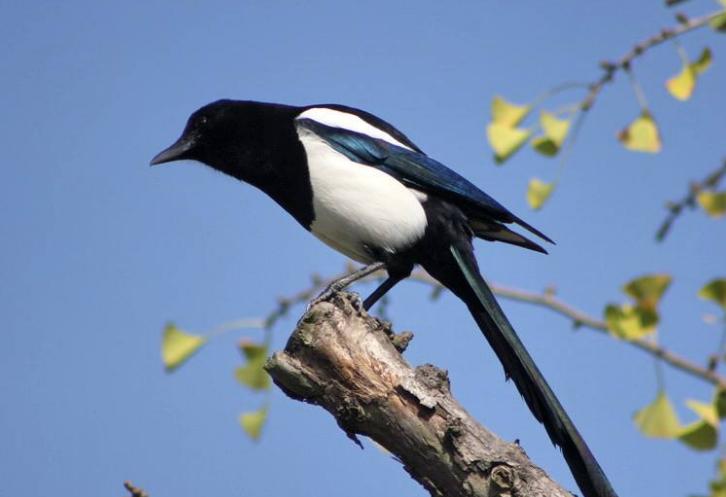 老鹰吃喜鹊被一群喜鹊欺负,老鹰为什么敢捕食毒蛇