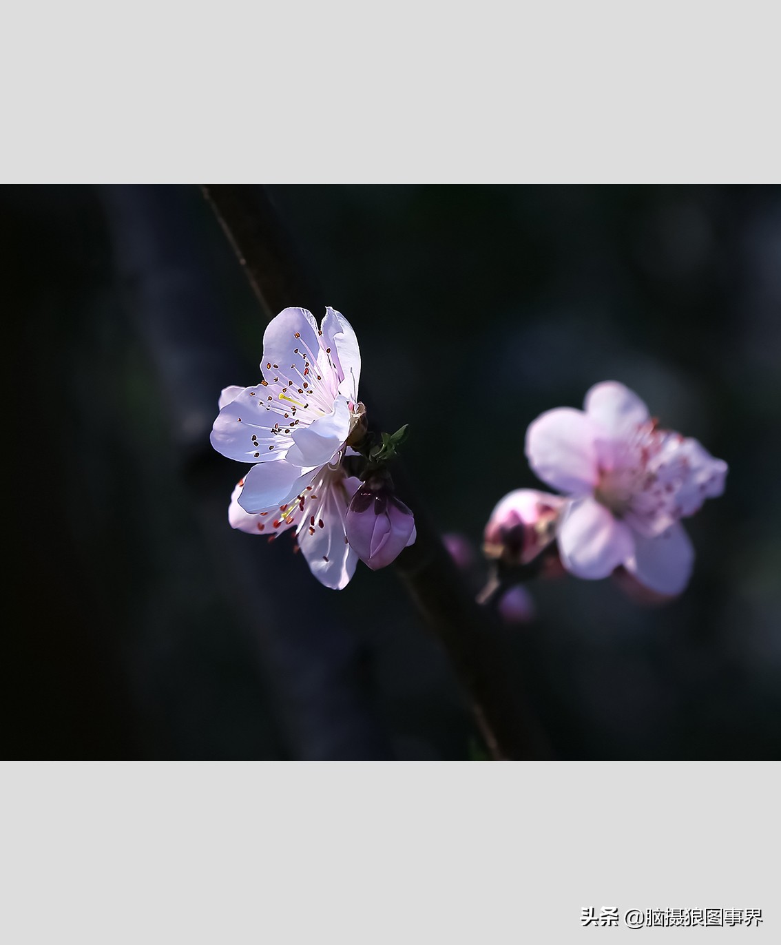 花卉拍摄中,多点对焦与单点对焦哪种更好?为什么主体不清晰?