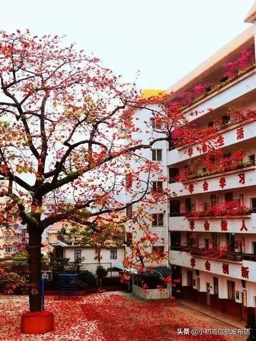 广州小升本,小升初广州市