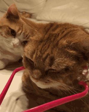 长毛猫撸猫毛工具,哪种撸猫毛的工具好用