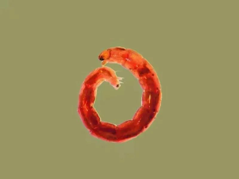 天冷了！成群小虫入室蹭暖气…