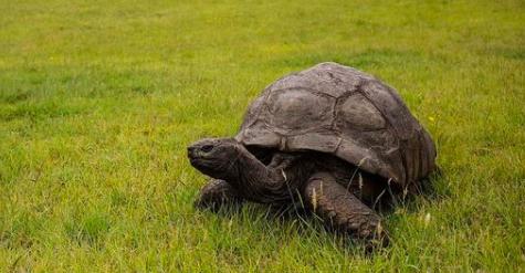 从清代活到现代的乌龟,被遗弃的乌龟完整视频