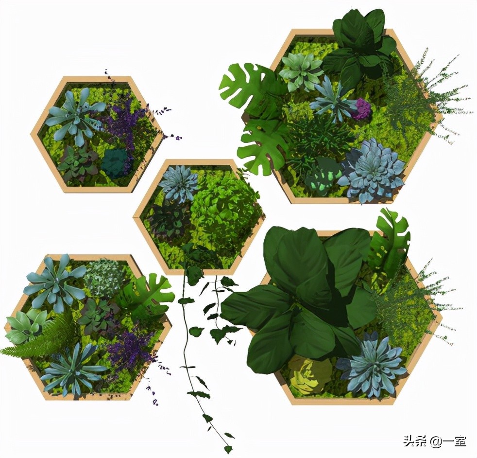 网红庭院植物搭配,网红绿植搭配技巧