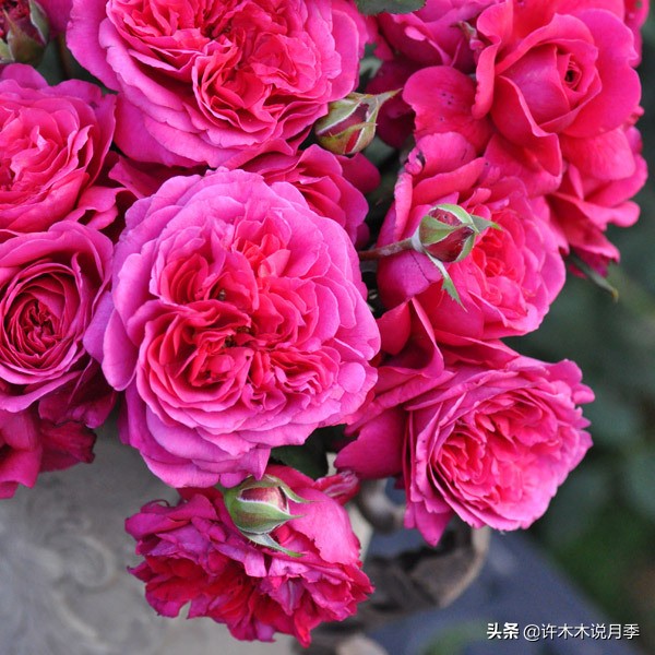 十大浓香切花月季,好看好养的月季品种推荐