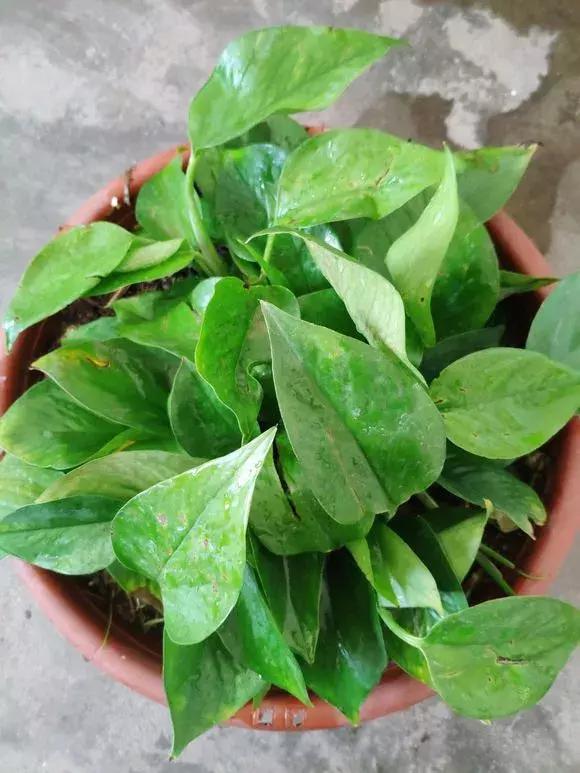 吊兰绿萝用什么土最好,绿萝吊兰盆栽多久施一次肥