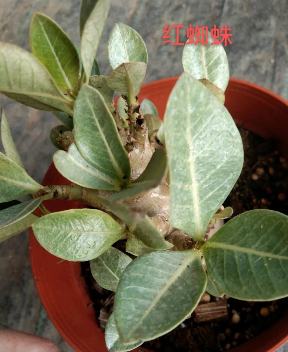 沙漠玫瑰枝干软怎么处理,沙漠玫瑰光杆几月发芽