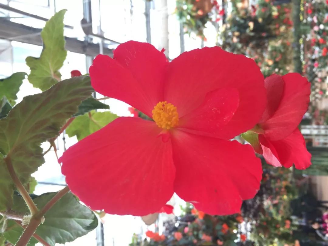 江阴嘉茂国际花鸟园,江阴嘉茂国际花鸟园什么时候再开