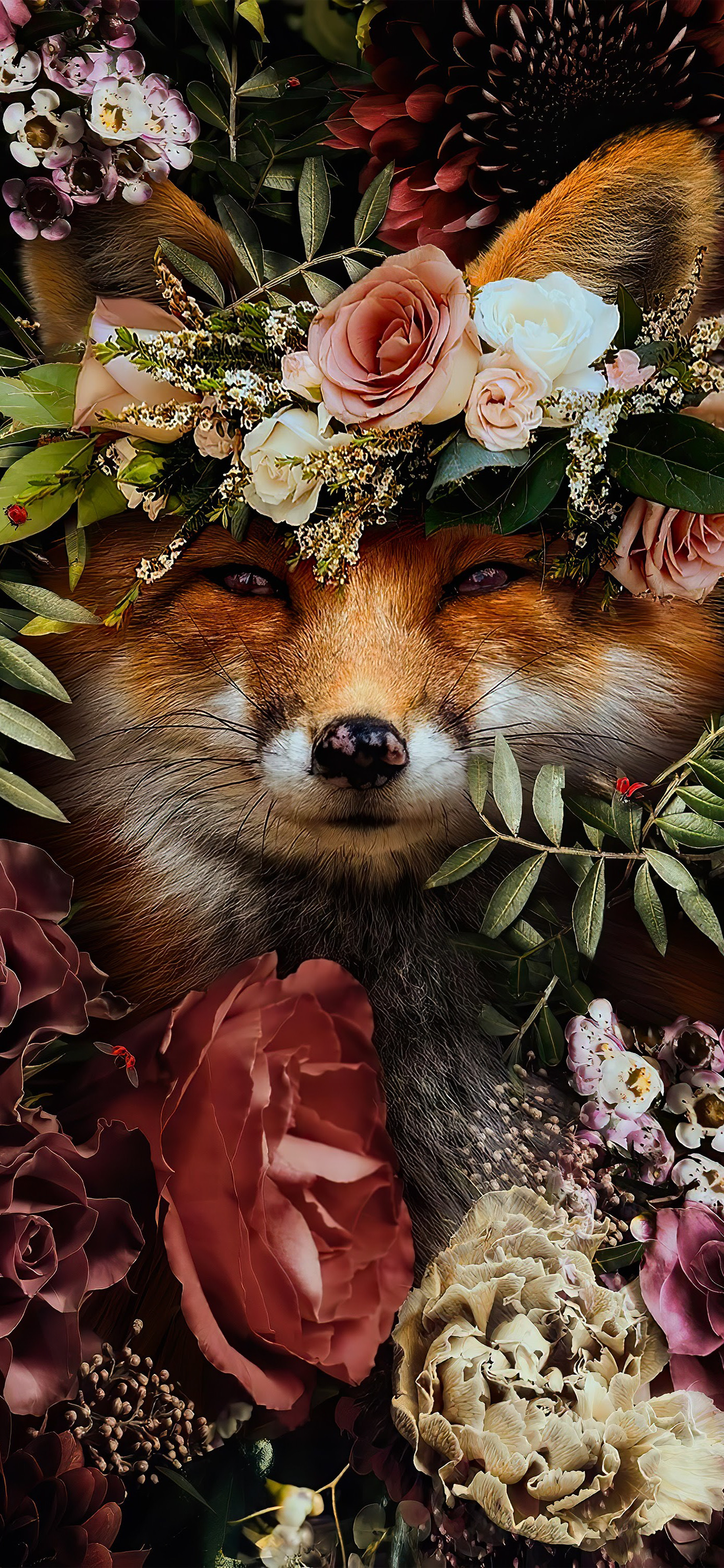 花鸟壁纸动物壁纸,动物壁纸高清手机壁纸