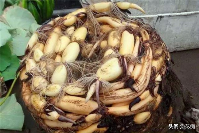 种植碗莲全过程日记,碗莲种藕成长记录