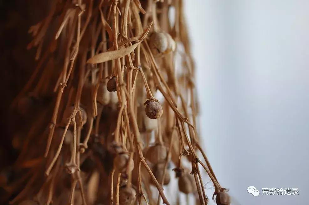 改变世界的植物,改变世界历史的植物