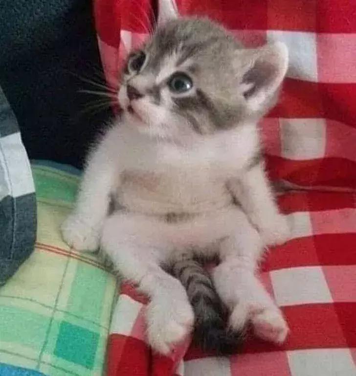 很可爱的萌图,小时候可爱萌萌图