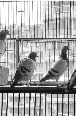 花1千多万买的鸽子,真的会有人花千万买赛鸽吗