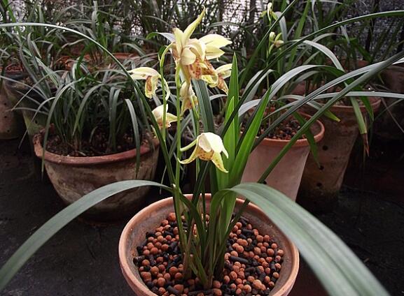 最好养的兰花品种排行榜,奇香兰花品种