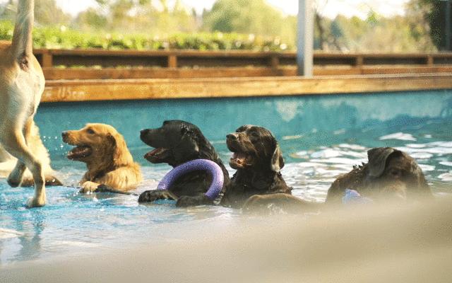 2022年上海遛狗圣地,2021上海遛狗圣地