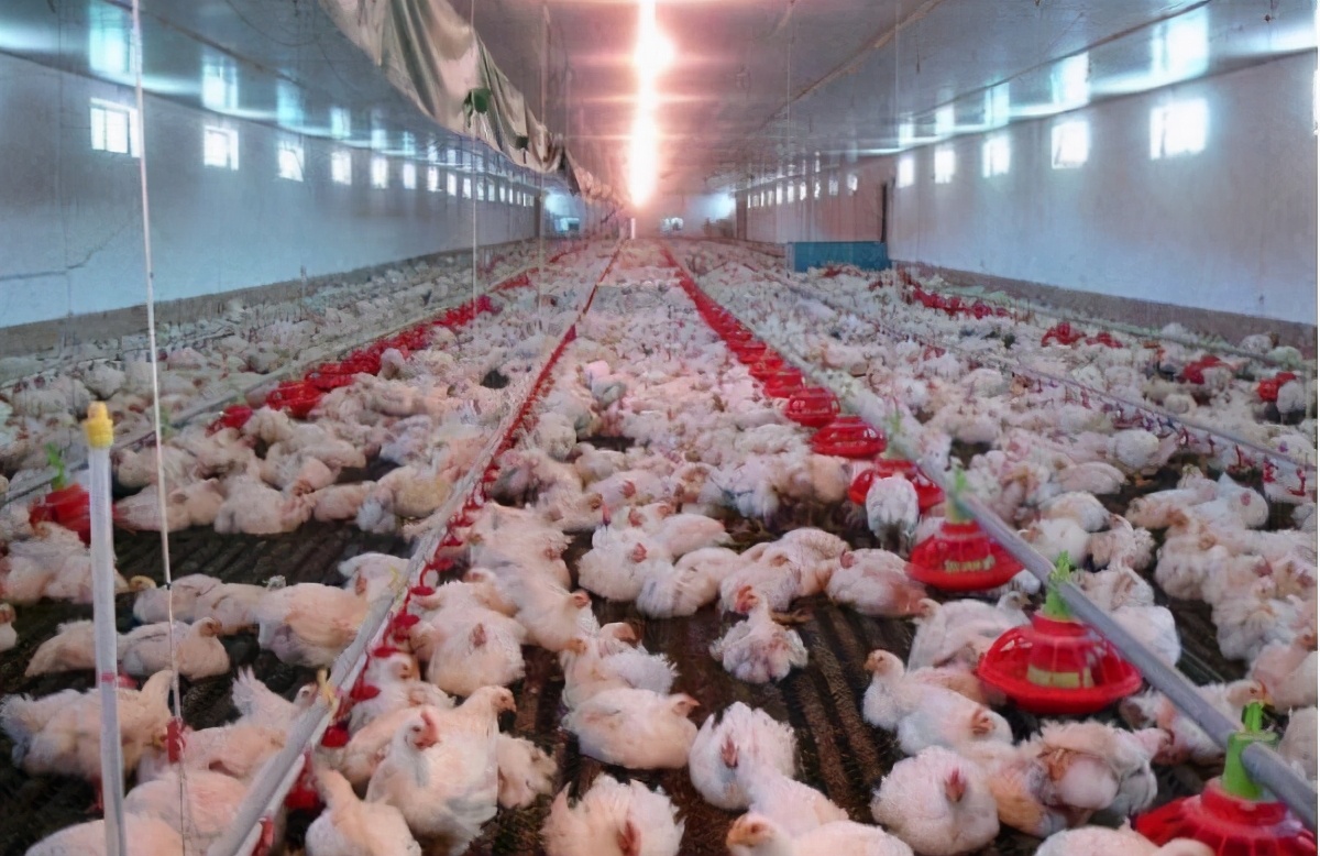 如何确认鸡舍温度与鸡的体感温度,想要养好鸡