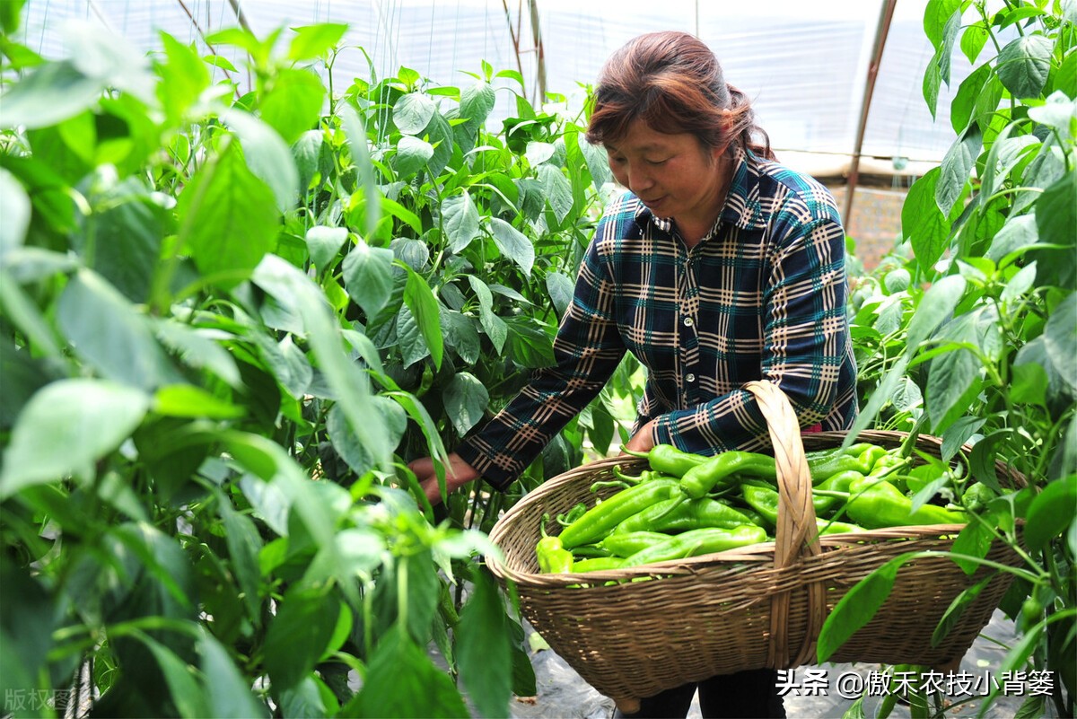 鱼蛋白肥料怎么辨别真假,进口鱼蛋白肥料为什么便宜