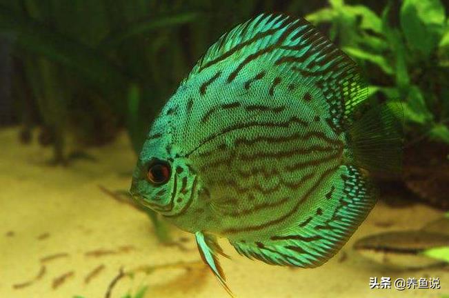 十大适合养的观赏鱼品种,所有观赏鱼品种大全