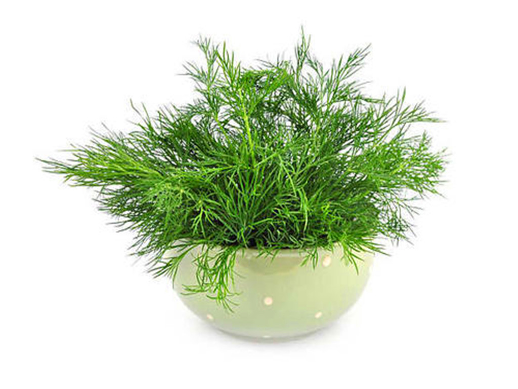 茴香盆栽养殖方法,盆栽茴香怎么长得粗壮好看