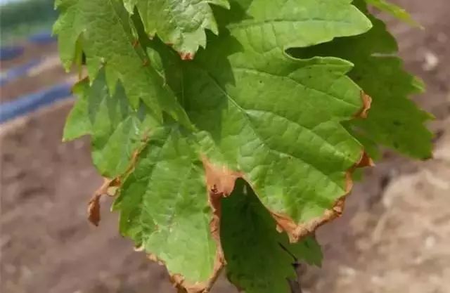葡萄生理性枯叶怎么处理,葡萄落叶病害治疗