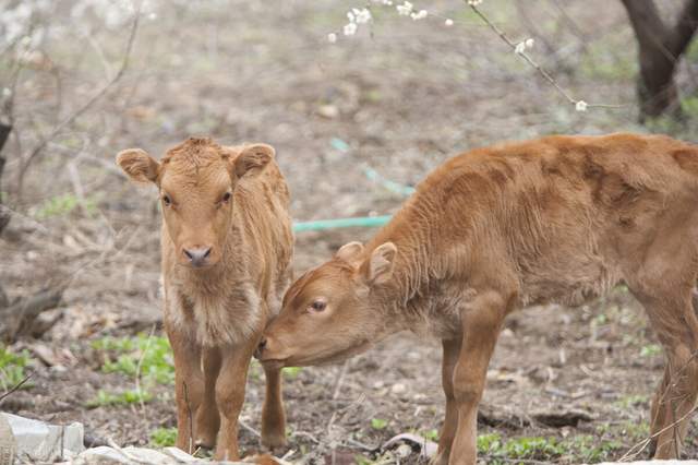 投资十万养牛羊哪个利润大,出售19头牛