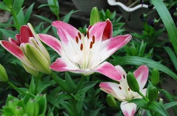 冬季养百合的养殖方法和注意事项,如何让水养百合尽快开花