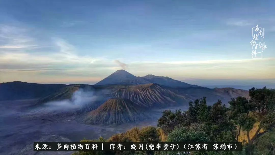 六年时间环游22个国家,却被多肉小萌物征服