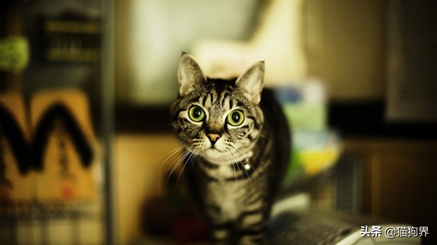 如果你想养猫一定要清楚这4件事,犹豫半个月了养猫还是不养猫