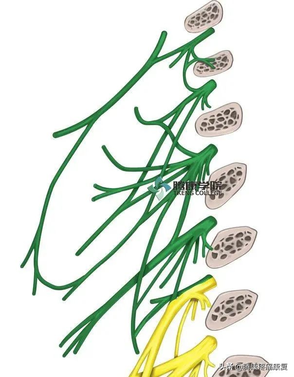 最全！脊神经系统汇总