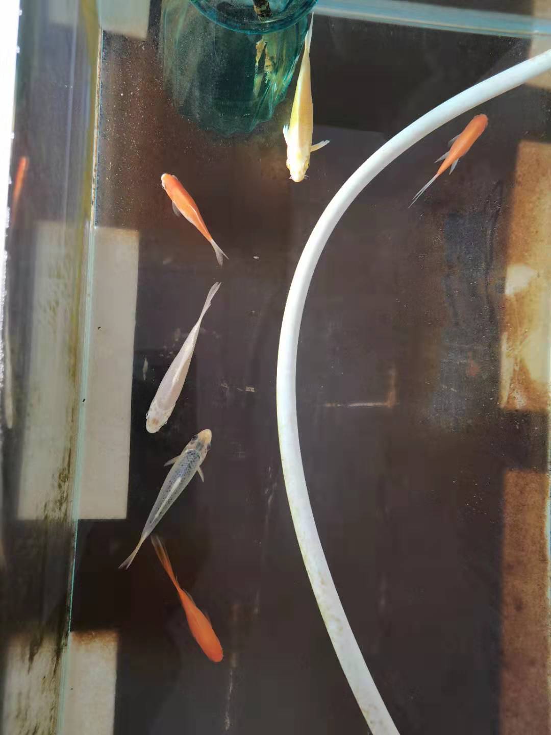 家牛的宠物龟、草金鱼、仙人球日志第238日