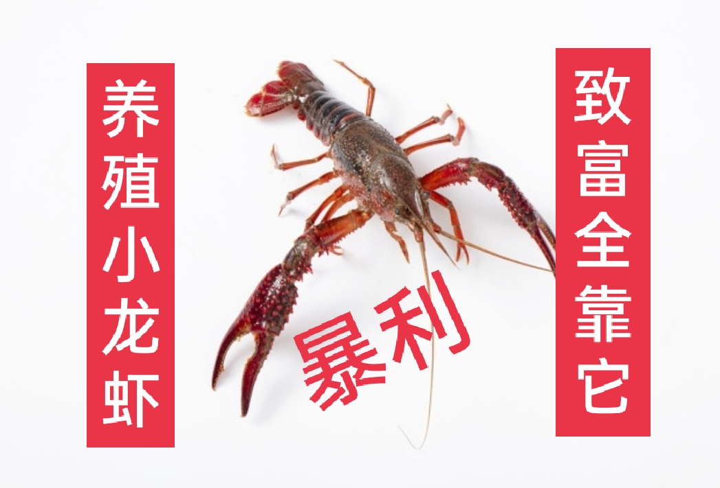 养小龙虾最好的懒汉模式养殖技术,2022年小龙虾养殖技术成本与利润