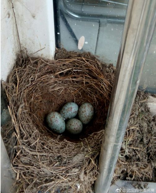 乌鸫鸟归巢的叫声视频,乌鸫归巢