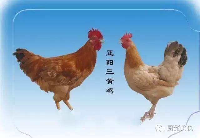 全世界的鸡都在这了，有你认识的吗？