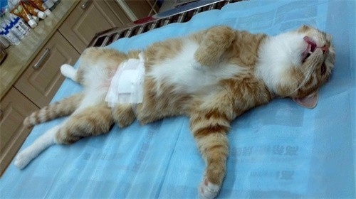 猫咪以豆杵子（东方田鼠）*窥偷**侵犯隐私权诉讼全过程。