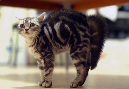 猫传腹猫咪一直叫是疼的吗,猫咪最可怕的公猫