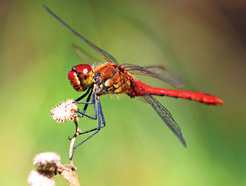 动物世界中最小的昆虫,动物世界最奇特的鸟