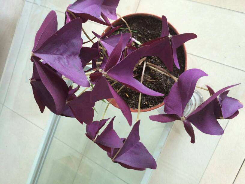 想让花叶绿又茂盛上什么肥,紫叶酢浆草几天可以出苗