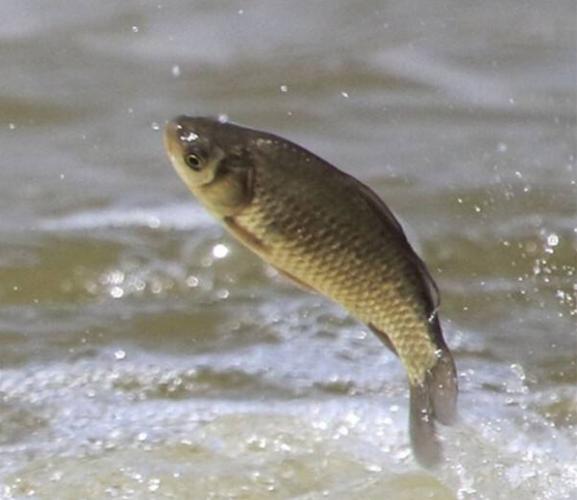 鲫鱼鳃出血的鉴别,鲫鱼鳃出血