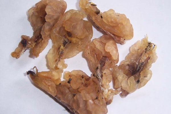 雪蛤里的黄金图片,雪蛤堪比黄金