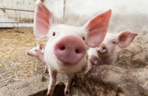 索队聊补剂:BCAA真的是鸡肋吗?去伪求真一篇说透