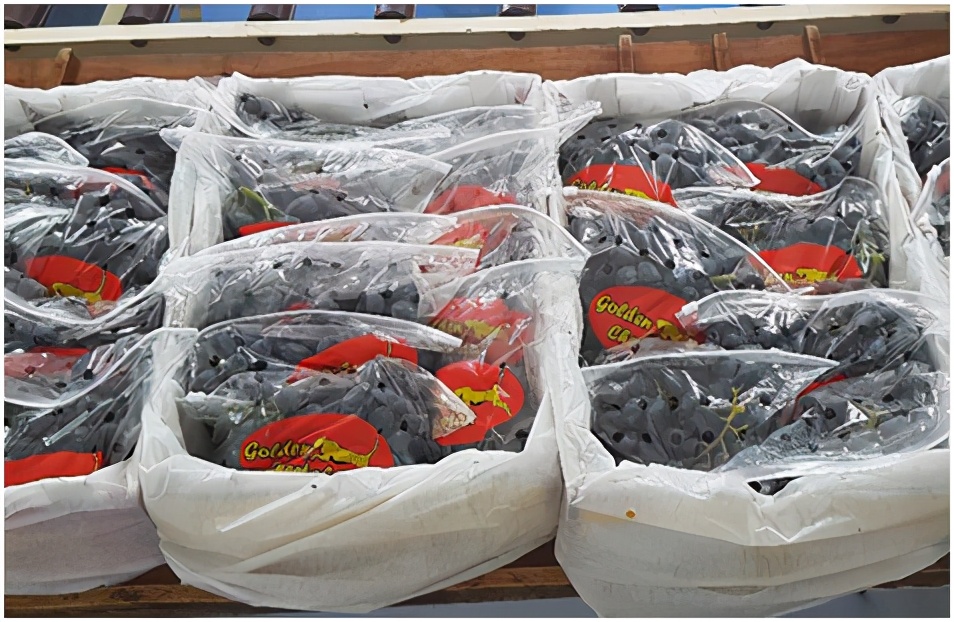 进口提子哪些品种 (进口提子品种及图解)