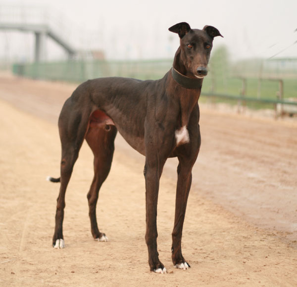 世上最漂亮的十种狗,最名贵的狗叫什么名字