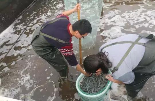 如何养出高品质对虾,怎么养出来的虾活蹦乱跳