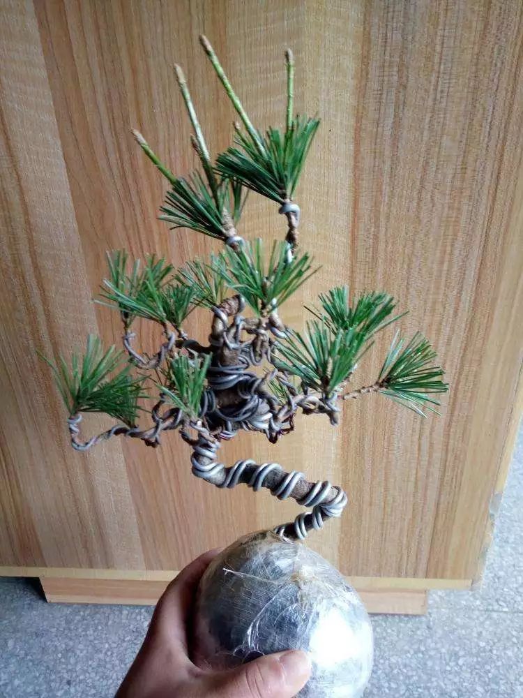 一千元一棵的黑松盆景,1000元左右黑松盆景