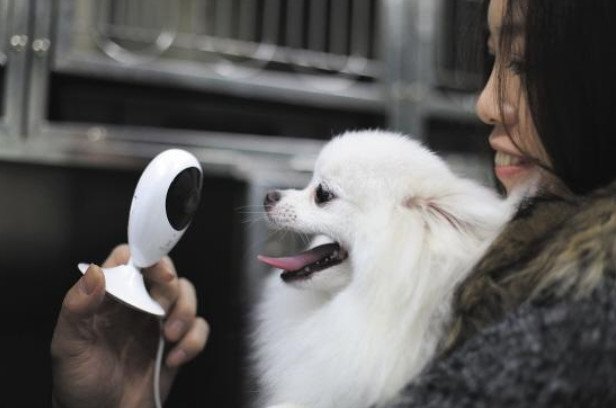 每个铲屎官必备的宠物小技巧,照顾幼犬这6大细节铲屎官别大意