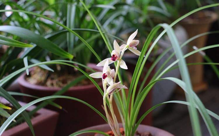 莲瓣兰五彩蝶品种简介,莲瓣兰大雪素有几个品种