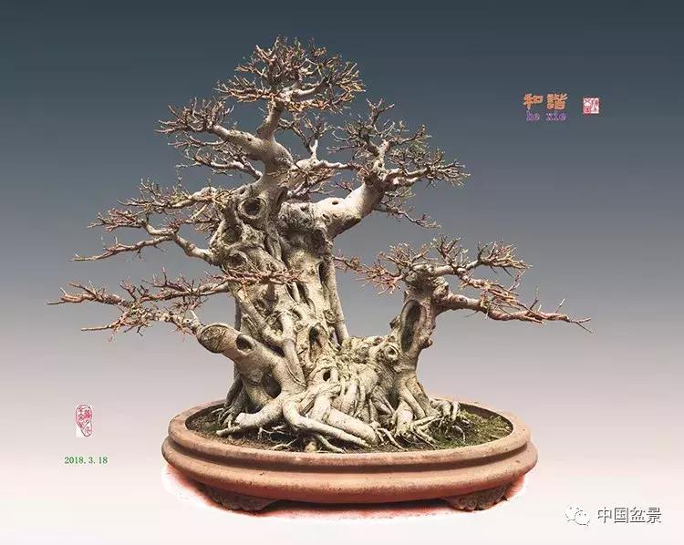 陈文图老师,陈文图盆景欣赏