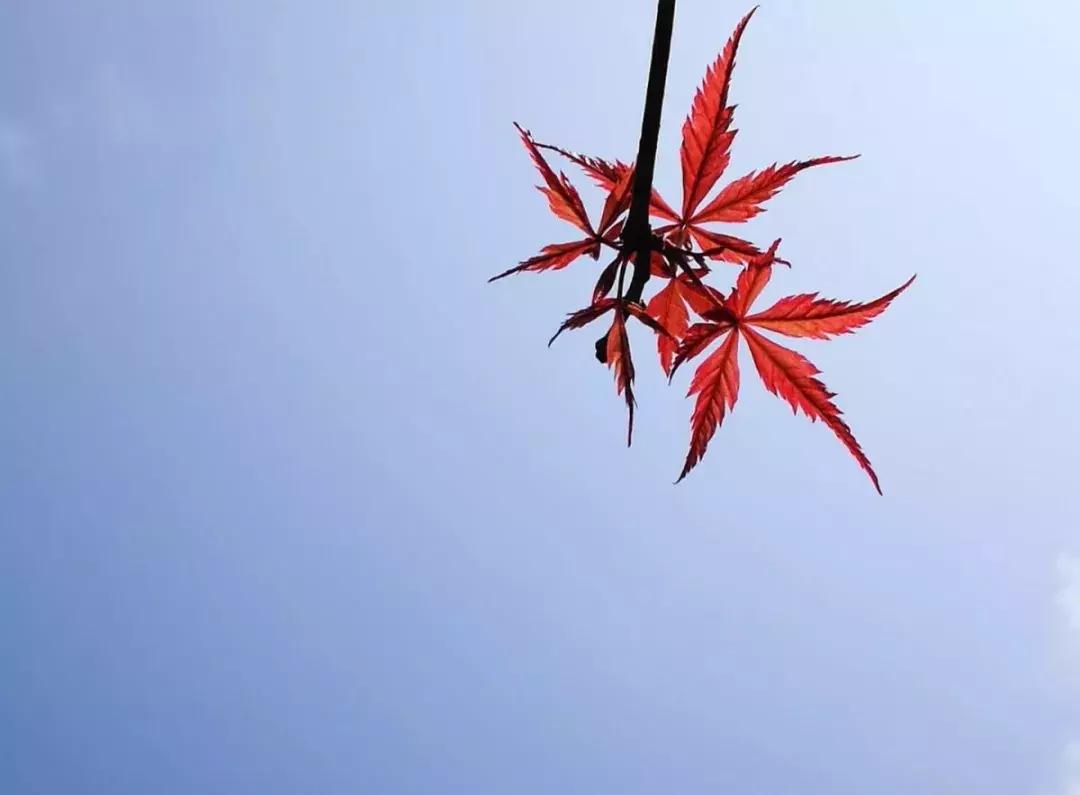 大叔拍照片怎么拍出高级感,大叔怎么拍出高级感视频